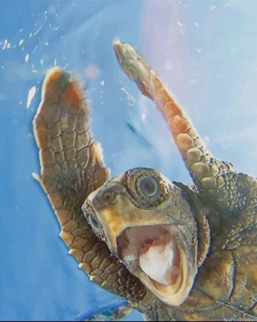 Funny Turtle New Painting By Numberss.png