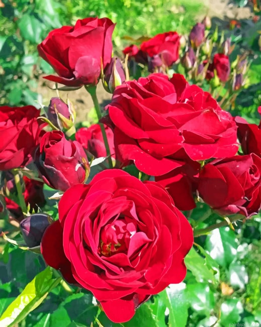 Garden Roses Flowers Painting By Numberss.png