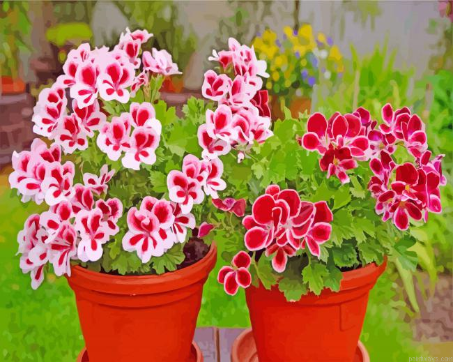 Geraniums Flowers In Pot Painting By Numberss.png