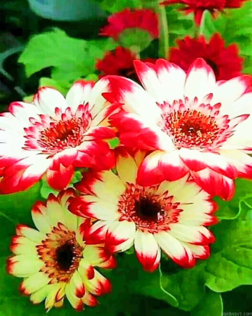 Gerbera Flowers Painting By Numberss.png