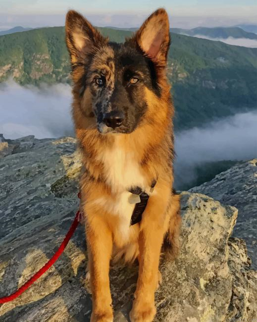 German Shepherd New Painting By Numberss.png