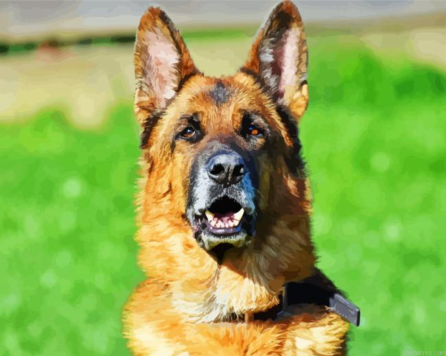 German Shepherds Head Painting By Numberss.png