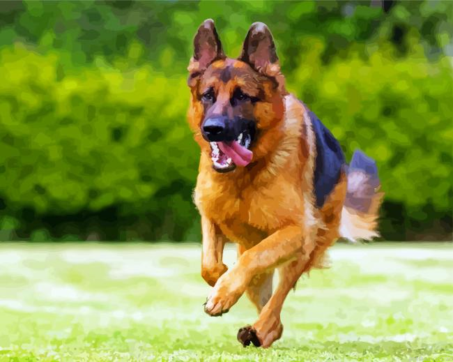 German Shepherds Running Painting By Numberss.png
