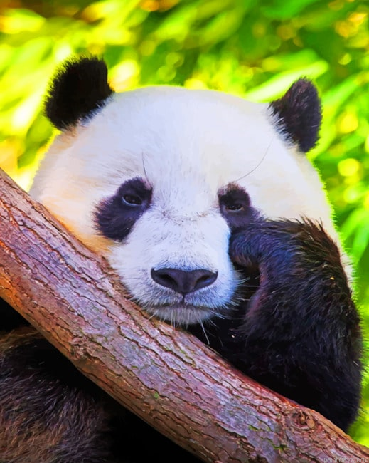 Giant Panda Painting By Numberss.png