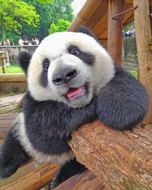 Giant Panda Animals Painting By Numberss.png