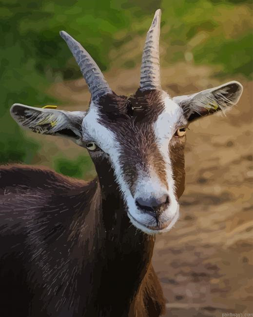 Goat Portrait New Painting By Numberss.png