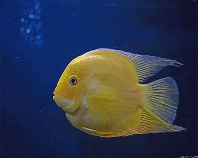 Golden Fish New Painting By Numberss.png