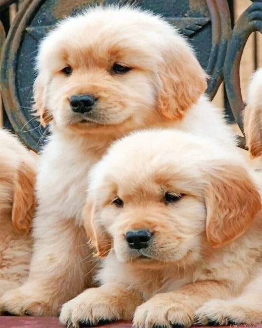 Golden Retrievers Animals Painting By Numberss.png