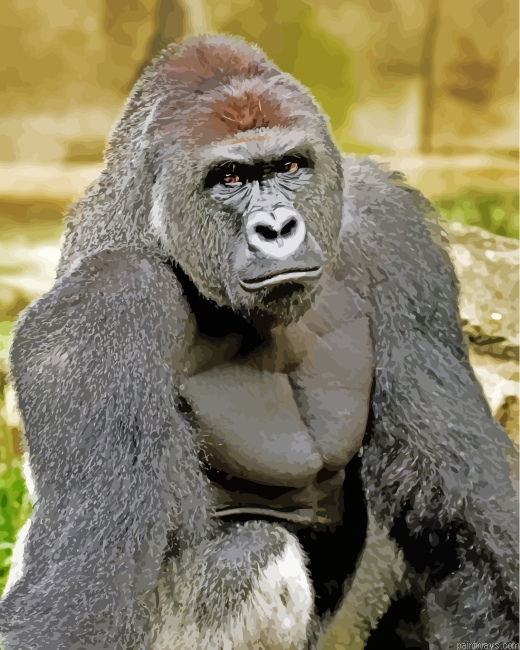 Gorilla Animal Painting By Numberss.png