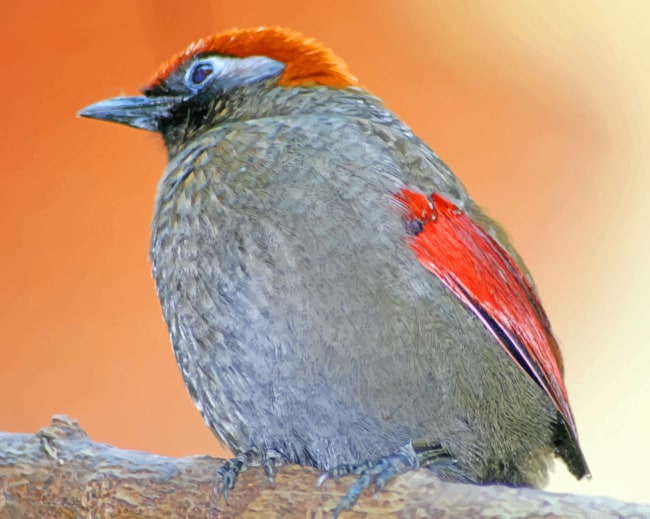 Gray Bird Animals Painting By Numberss.png