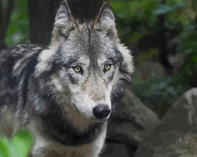 Gray Wolves New Painting By Numberss.png