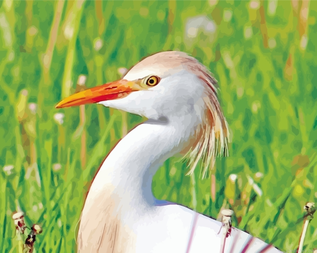 Great Egret Bird Painting By Numberss.png