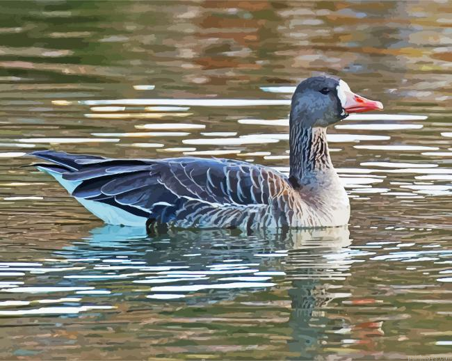 Greater White Fronted Goose Painting By Numberss.png
