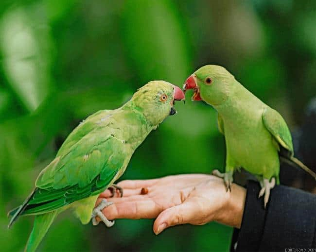 Green Birds New Painting By Numberss.png
