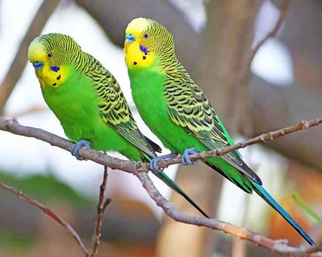 Green Budgie Birds Painting By Numberss.png