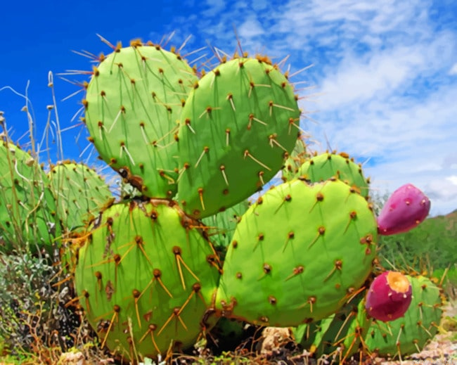 Green Cactus New Painting By Numberss.png
