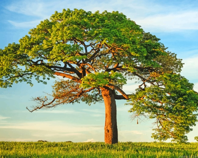 Green Tree New Painting By Numberss.png