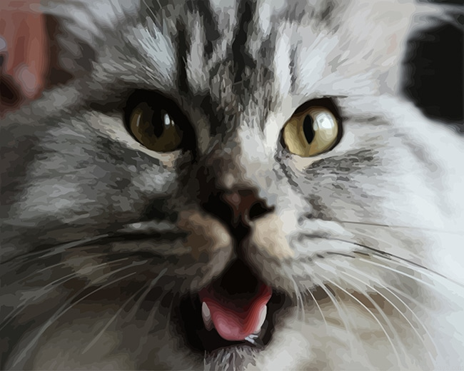 Grey Cat Animals Painting By Numberss.png