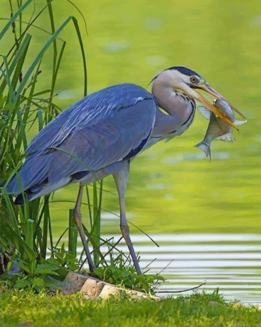 Grey Heron With Fish Painting By Numbers.png