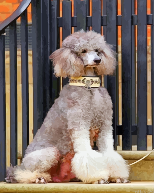 Grey Poodle Painting By Numbers.png