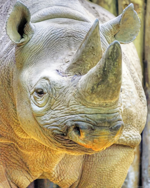 Grey Rhinoceros Painting By Numberss.png