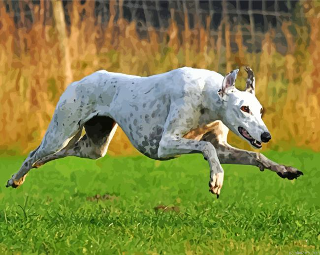 Greyhound Running Painting By Numberss.png