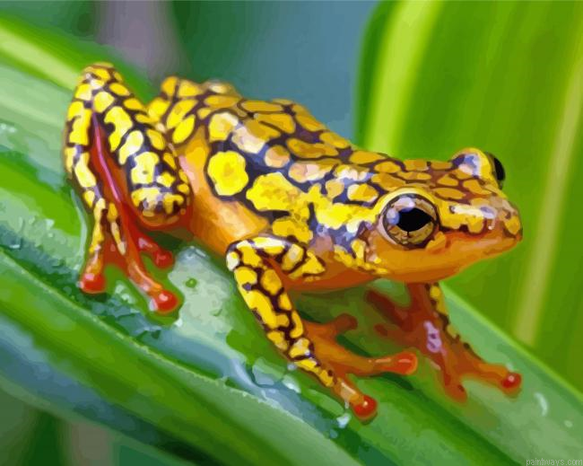 Groda Frog Animal Painting By Numberss.png
