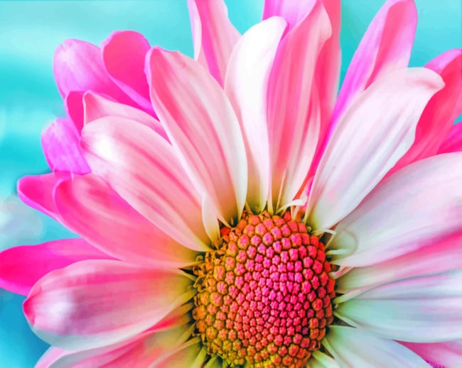 Half Flower Painting By Numberss.png