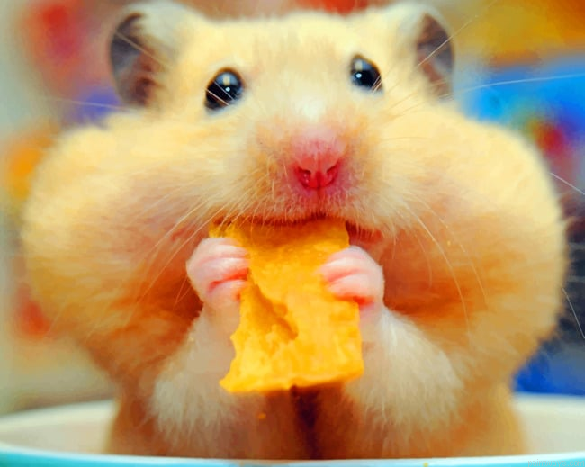 Hamster Eating Chips Painting By Numbers.png