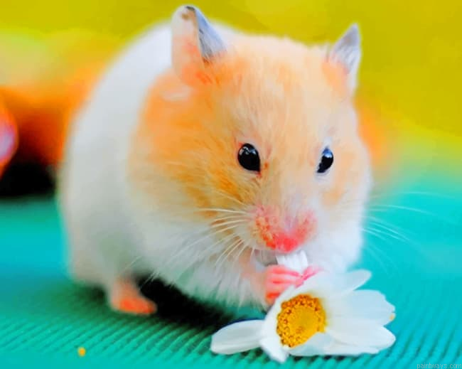Hamster Eating Flower Painting By Numbers.png
