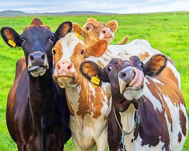 Happy Cows New Painting By Numberss.png