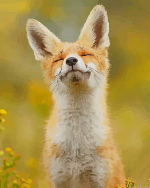 Happy Fox New Painting By Numberss.png