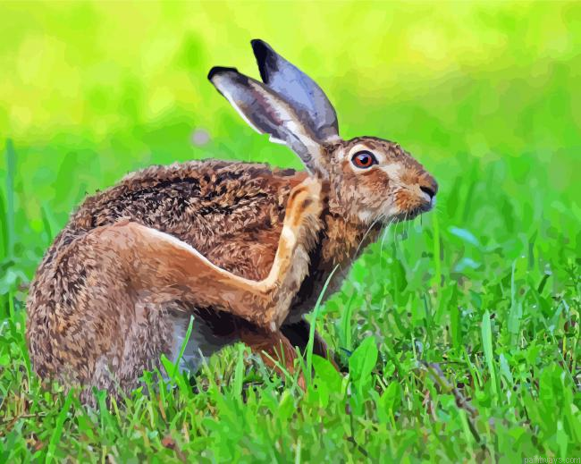 Hare Animal In The Grass Painting By Numberss.png