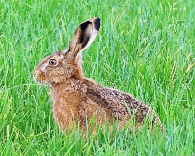 Hare In The Grass Painting By Numberss.png