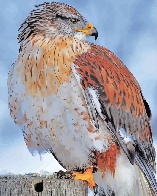 Hawk Bird Painting By Numberss.png