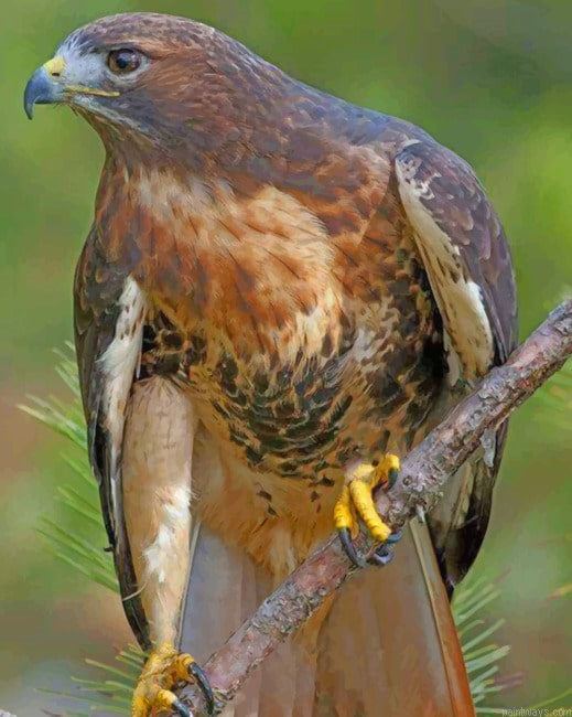 Hawk Bird Painting By Numberss.png