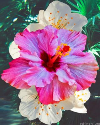 Hibiscus Flower Painting By Numbers.png