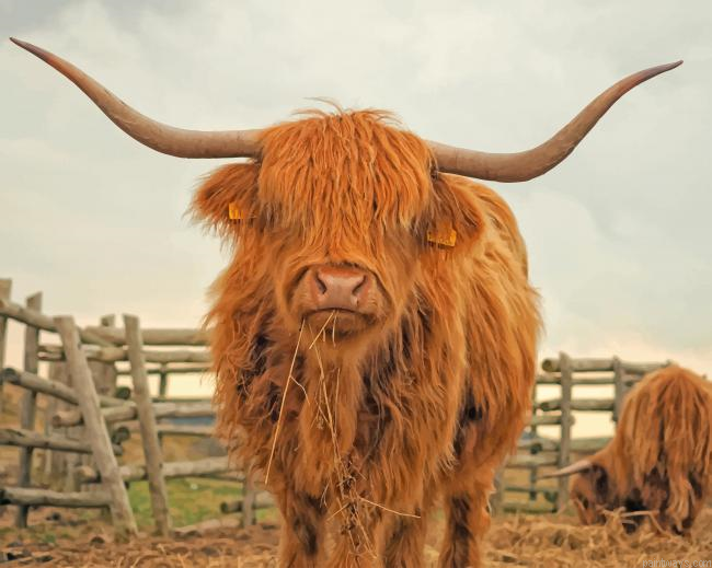 Highland Cattle Painting By Numbers.png