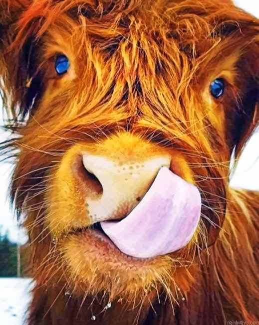 Highland Cow Painting By Numbers.png