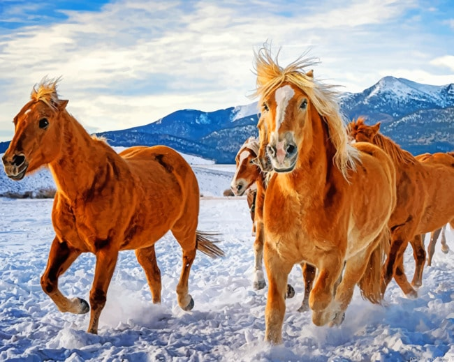 Horses Running In The Snow New Painting By Numberss.png