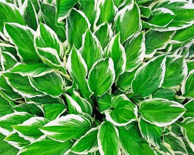 Hosta Leaves Painting By Numberss.png