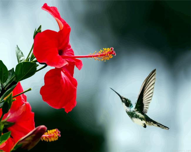Hummingbird And Red Flowers Painting By Numberss.png