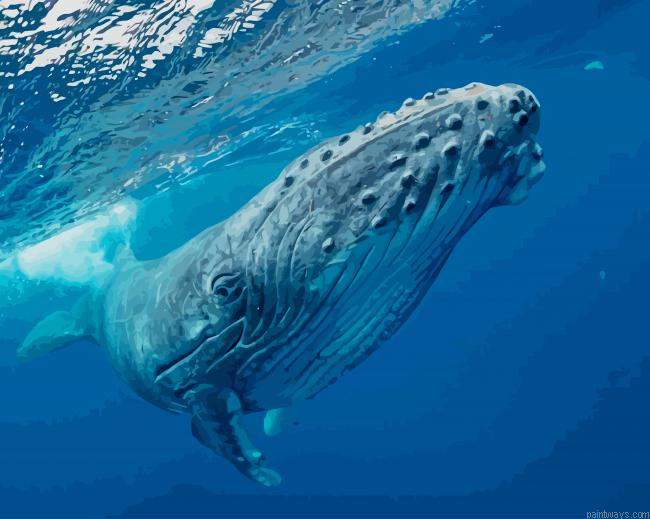 Humpback Whale New Painting By Numberss.png