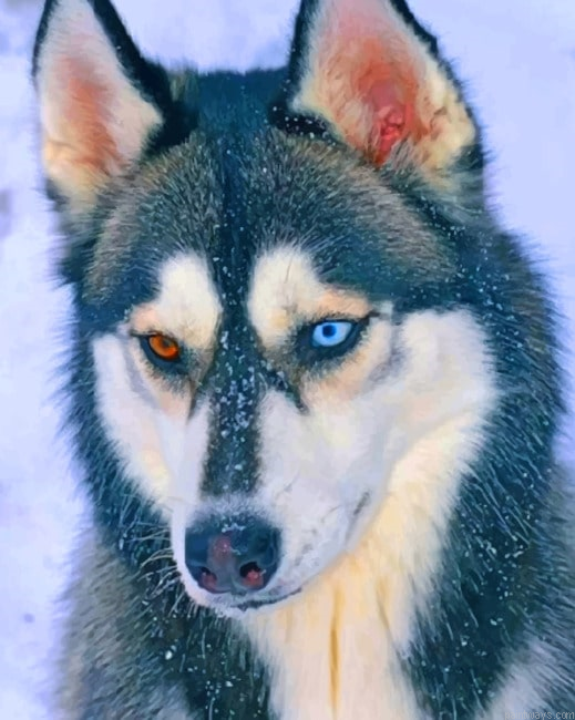Husky Different Eye Colors Animals Paint By Numbers.png
