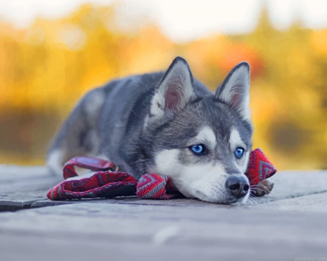 Husky Dog Laying New Painting By Numberss.png