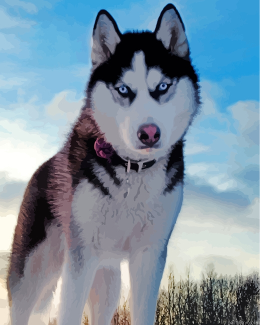 Husky In Snow Painting By Numbers.png
