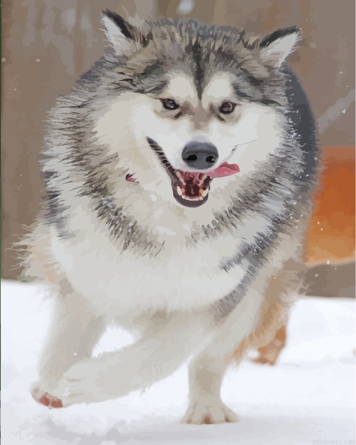 Husky Snow Painting By Numbers.png