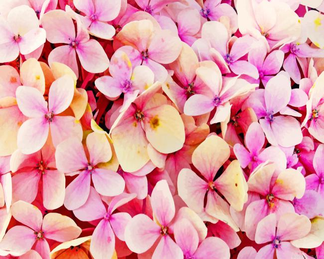 Hydrangea Pink Flowers Painting By Numbers.png