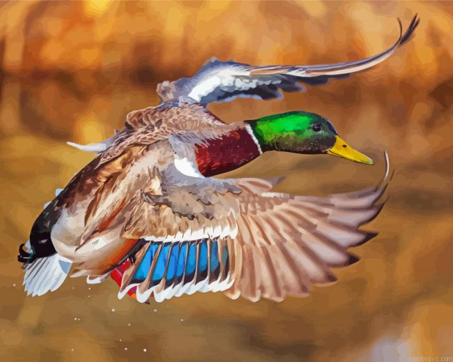 Incoming Mallard Painting By Numberss.png