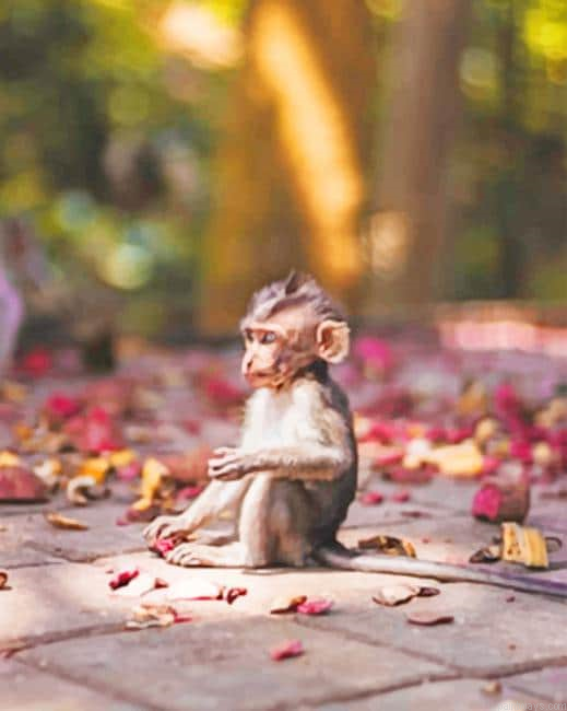 Infant Monkey In The Sunshine New Painting By Numberss.png